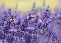 Lavender Seeds - Vera English - Non-GMO - Various Sizes - Lavandula angustifolia - Free Shipping