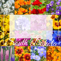 Wildflower Seed Mix 1/2 Pound - South Dakota Western Blend - Covers 1,600 sq ft - Native Seed Variety