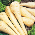 Parsnip Seeds - All American Variety - Fresh Organic Seeds - Pastinaca sativa