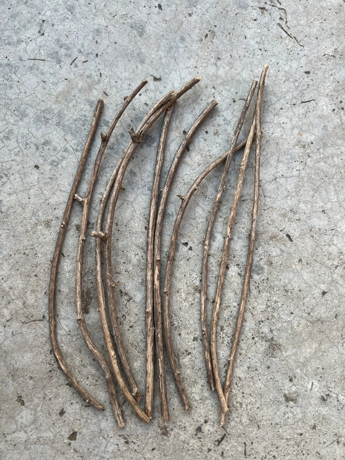 Goji Berry Cuttings 6” Fresh Sticks Ready to Plant - Lycium barbarum - Non-Rooted