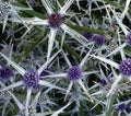 Eryngium variifolium Seeds - Variegated Moroccan Sea Holly - Perennial - 10 Pack of Seeds for Garden Planting