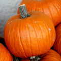 Connecticut Field Pumpkin Seeds - 25+ Seeds for Garden Planting - Cucurbita pepo - USA Grown