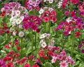 Primula japonica Hybrid Mix - 25 Seeds - Colorful Perennial Flowers - Great for Gardens and Borders