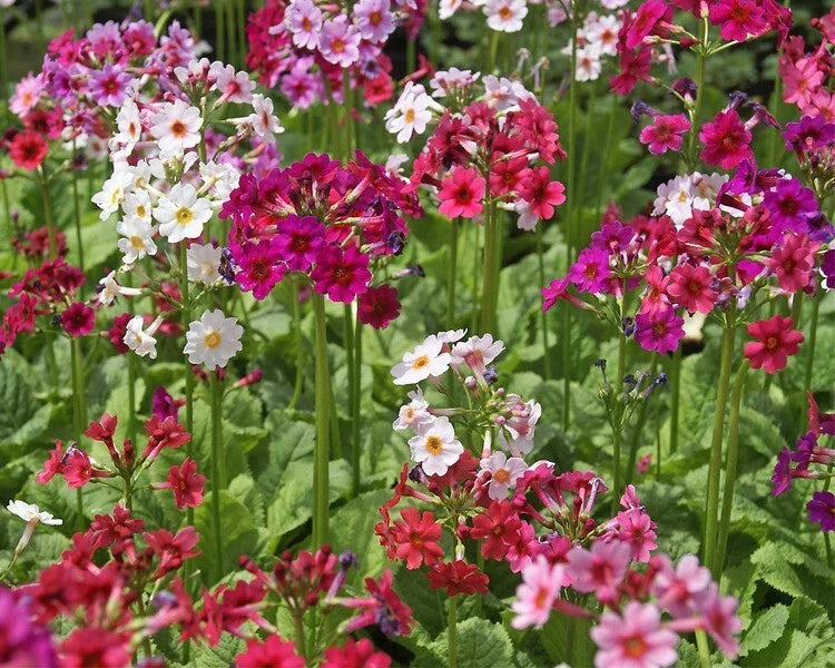 Primula japonica Hybrid Mix - 25 Seeds - Colorful Perennial Flowers - Great for Gardens and Borders