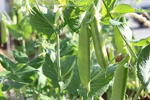 Sugar Pod Snow Peas Seeds | 50 Count | Vegetable Seeds for Planting | Pisum sativum