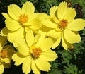 Dwarf Lemon Cosmos Seeds - 30 Fresh Flower Seeds - Cosmos bipinnatus - Free USA Shipping