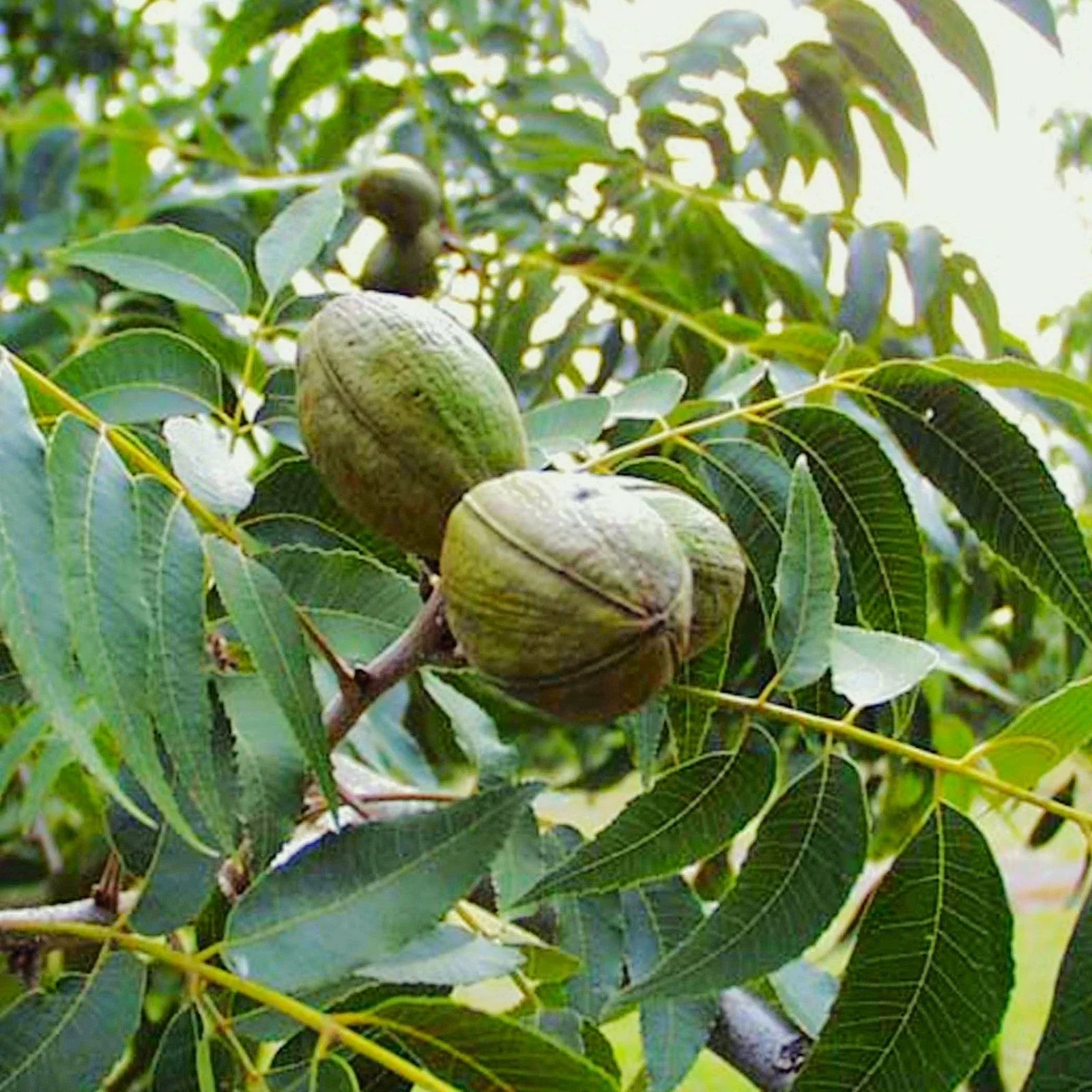 Pecan Tree Seeds - Carya Illinoensis - Illinois Nut Pecans - Ideal for 2025 Planting