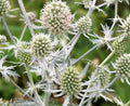 Eryngium Planum 'Glitter White' Sea Holly Seeds - 10 Pack, Drought-Tolerant Perennial, Ornamental Garden Plants