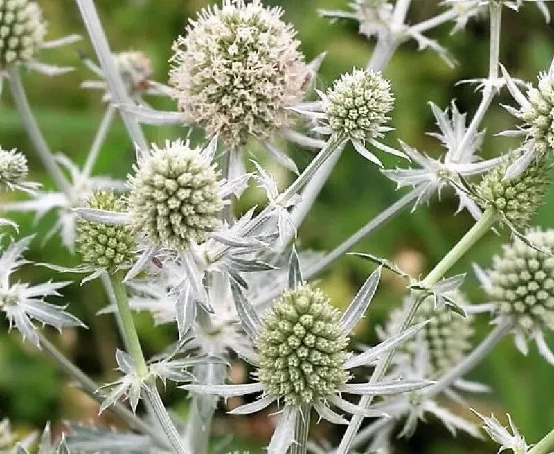 Eryngium Planum 'Glitter White' Sea Holly Seeds - 10 Pack, Drought-Tolerant Perennial, Ornamental Garden Plants