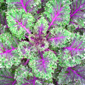 Red Russian Kale Seeds - Heirloom Non-GMO Variety - Brassica oleracea - Organic Vegetable Seeds for Gardening