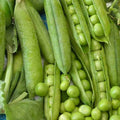 Little Marvel Pea Seeds 25 Ct - Heirloom Non-GMO Vegetable Garden - Pisum sativum - USA