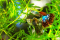 Guppy Grass 7 Stems - Easy Live Aquarium Pond Plant Najas Guadalupensis