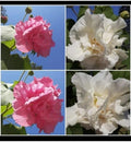 Cotton Rose Seeds 50+ Count Pink Color Changing Flower (Hibiscus mutabilis)