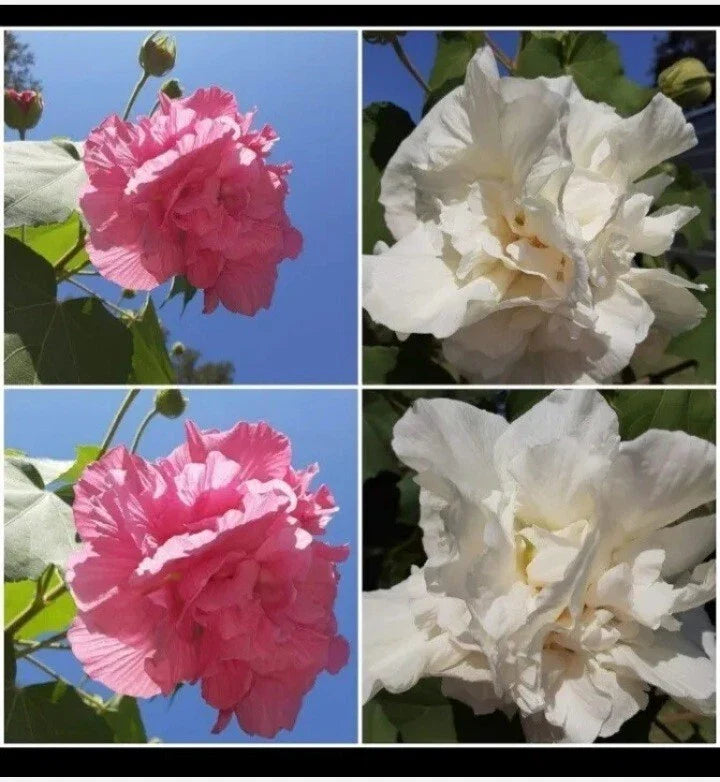 Cotton Rose Seeds 50+ Count Pink Color Changing Flower (Hibiscus mutabilis)