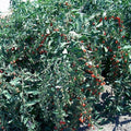 Goji Berry Cuttings - Fresh Cuttings from Mature Plant - Lycium barbarum - Lot of 20