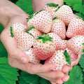 Rare Milk Strawberry Seeds - 200pcs Non-GMO Perennial Herb Seeds - Fragaria spp.