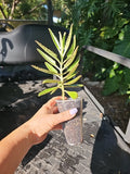Mothers of Millions Succulent 3-5" Bare Root Alligator Plant Kalanchoe daigremontiana