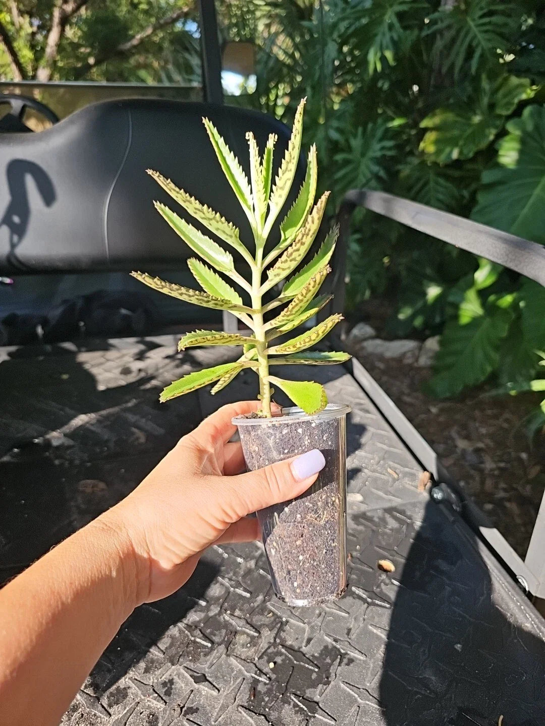Mothers of Millions Succulent 3-5" Bare Root Alligator Plant Kalanchoe daigremontiana