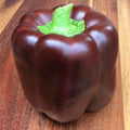 25+ Organic Heirloom Chocolate Bell Pepper Seeds - Sweet, Non-GMO - Ideal for Home Gardening