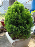 Oriental Arborvitae Seeds - 30 Count - Platycladus orientalis - Hardy Evergreen Tree Seeds for Landscaping and Privacy