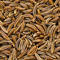 Caraway Seeds | Heirloom Non-GMO Herb Seeds | Carum carvi | Culinary Spice