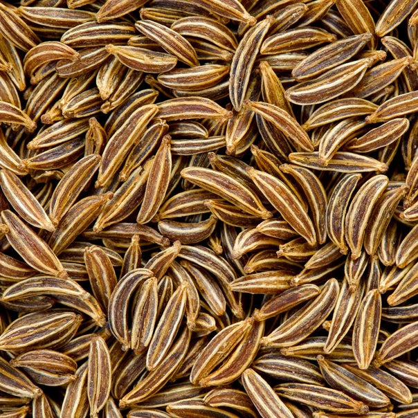 Caraway Seeds | Heirloom Non-GMO Herb Seeds | Carum carvi | Culinary Spice
