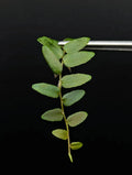 Marcgravia sp. Rio El Trece Cutting | 10-Leaf Terrarium Plant | Unique Puerto Rico Variety