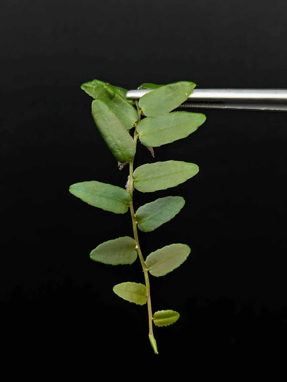 Marcgravia sp. Rio El Trece Cutting | 10-Leaf Terrarium Plant | Unique Puerto Rico Variety