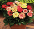 Gerbera Cartwheel Strawberry Twist Live Annual Plants, 5 Baby Plugs, Semi-Double Flowers, Gerbera jamesonii