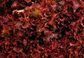 Ruby Red Lettuce Seeds 1000+ Organic Leafy Greens for Healthy Salad (Lactuca sativa)