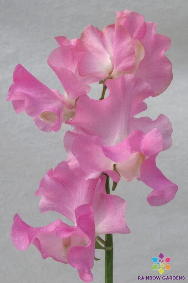 Bill's Choice Sweet Pea Seeds - 50+ Pack for Garden Planting - Lathyrus odoratus - USA