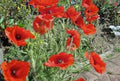 Corn Poppy Seeds 1000+ Brilliant Red Flower Papaver rhoeas