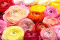 Ranunculus Bulbs Mix - Colorful Flowering Bulbs for Planting - Ranunculus spp. - Ships from Iowa, USA