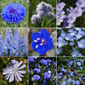 Blue Wildflower Seeds Mix | 9 Species Variety | Multi-Color Wildflower Blend | Non-GMO Seed Pack for Planting