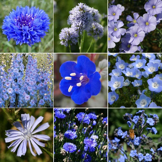 Blue Wildflower Seeds Mix | 9 Species Variety | Multi-Color Wildflower Blend | Non-GMO Seed Pack for Planting