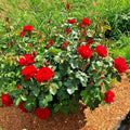 Rose Cinnamon Heart Starter Set - 4 Rooted Cuttings - Romantic Garden Plants - Rosa 'Cinnamon Heart'