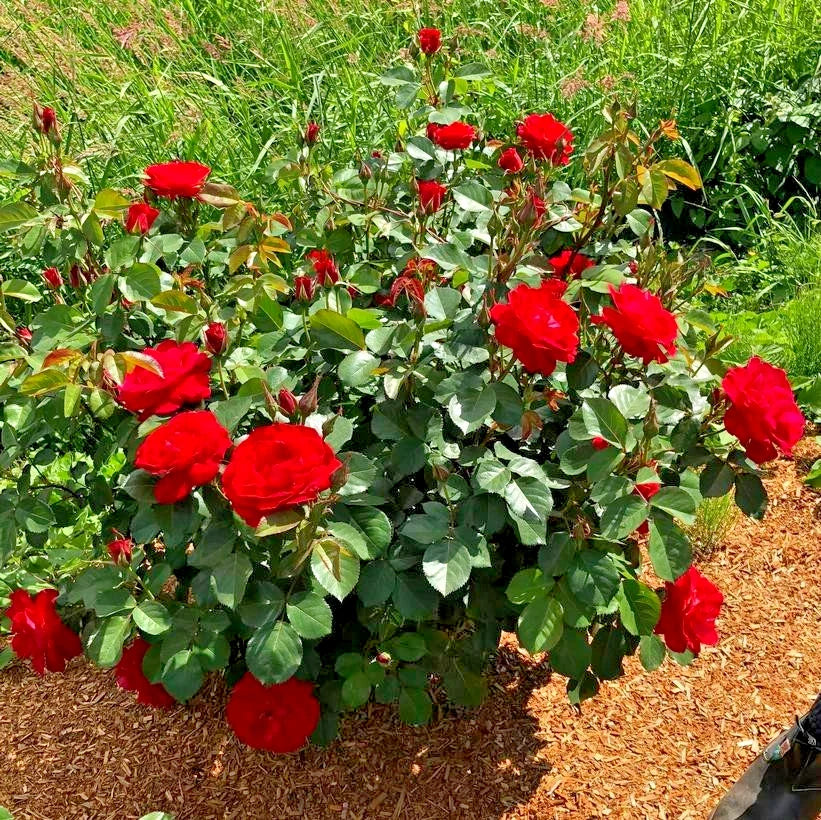 Rose Cinnamon Heart Starter Set - 4 Rooted Cuttings - Romantic Garden Plants - Rosa 'Cinnamon Heart'