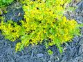 Creeping Sedum Ground Cover Plants - 25 Perennial Cuttings (1-3 inches) - Sedum spurium