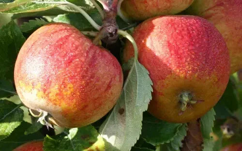 Cox's Orange Pippin Apple Seeds - 25 Seeds for Garden Planting - Malus domestica - USA