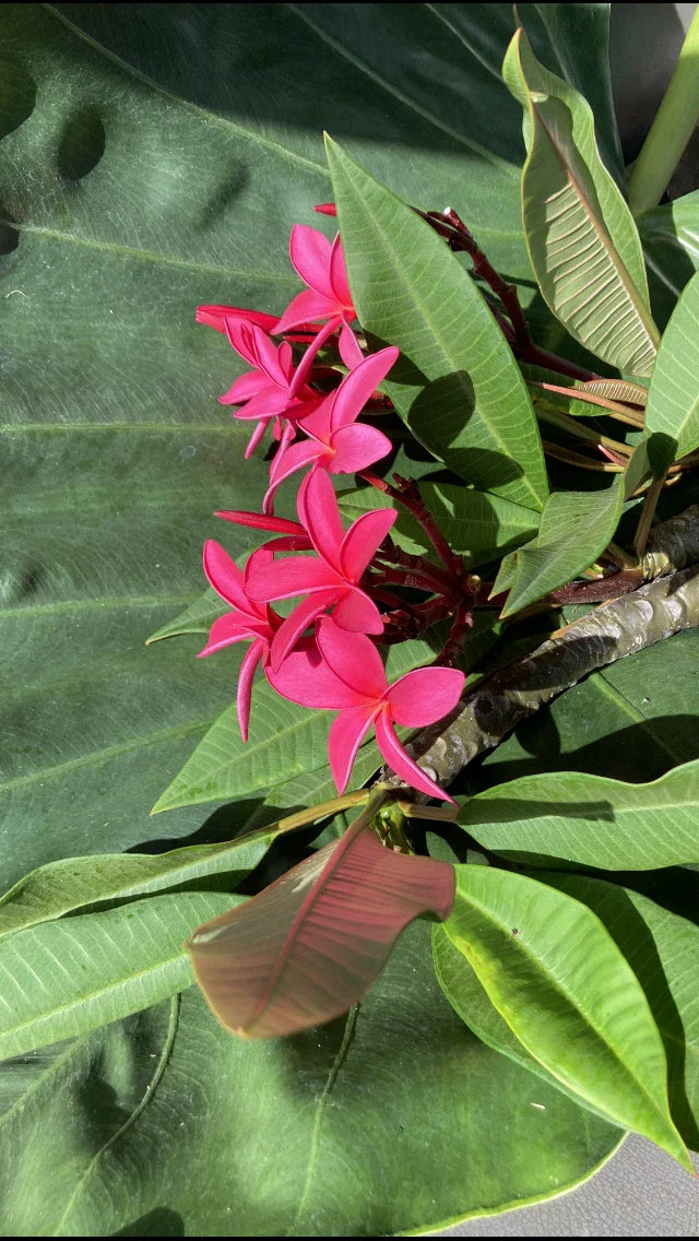 Hawaiian Grand Plumeria Plant - 5 Pack Pink Orange White Blend - Frangipani (Plumeria)