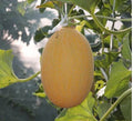Rare Hami Melon Seeds - Large 4-5lb Fruits, Sweet & Crunchy - 25+ Seeds (Cucumis melo var. Hami)