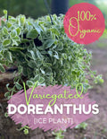 Live Rooted Cutting Variegated Ice Plant Dorotheanthus, Organic, Free Shipping