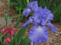 Tall Bearded Iris - Victoria Falls - Large Blue & White - Schreiners - Dykes Medal Winner - Iris germanica