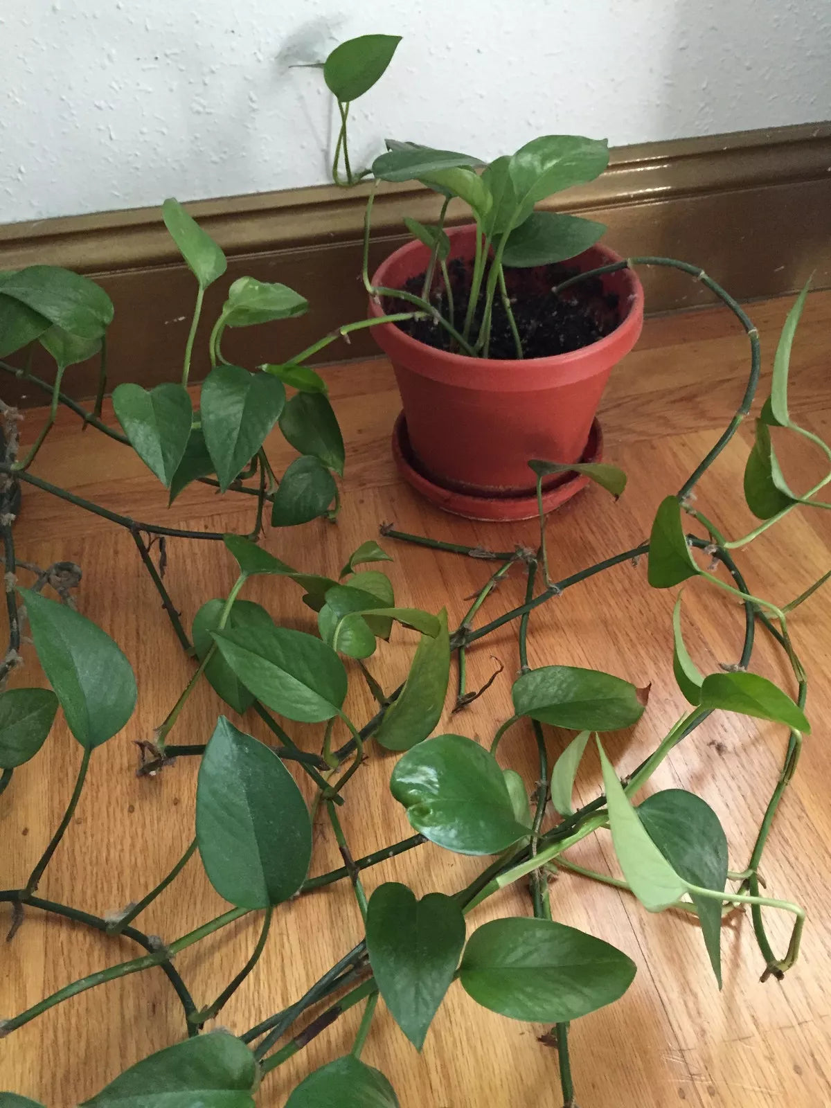 Organic Jade Pothos Cuttings - Live Plant - California USA - Epipremnum aureum