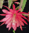 Epiphyllum 'Indian Fox' Unrooted Cutting - Rare Orchid Cactus - Exotic Houseplant Cutting - Ideal for Propagation