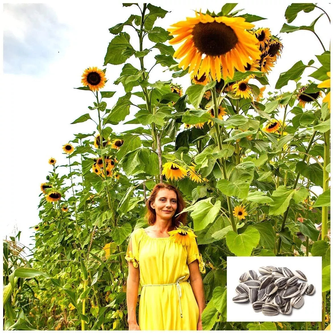 Skyscraper Sunflower Seeds 100+ Count | Giant 15-20 Feet Tall | Helianthus annuus