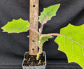 Naranjilla Live Plant - Solanum quitoense - Tropical Fruit Plant - Delicious Flavor - Garden Ready