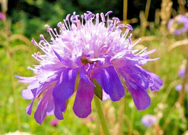 Knautia Seeds, Lavender, 100 Count, Pincushion Flowers, Easy to Grow, Garden Plants