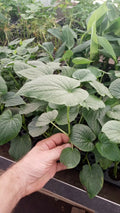 Piper Umbellatum Live Plant 3 Pack - Rare Medicinal Herb with Rootball
