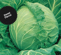 Cabbage Seeds - 100+ Heirloom Copenhagen Market - Non-GMO - Fresh - Brassica oleracea
